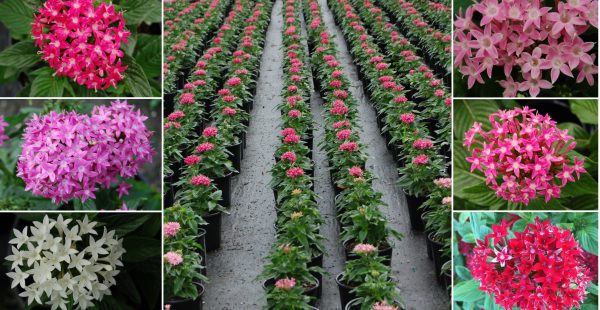 Pentas Pentas