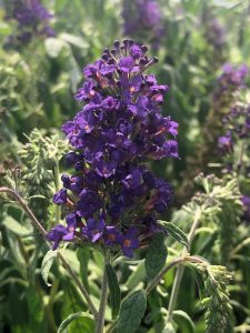 Buddleia