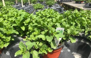 Mint Mojito 4.33"