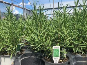 Rosemary 4.33"