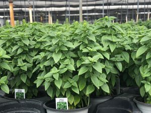 Basil Spicy Globe 4.33"