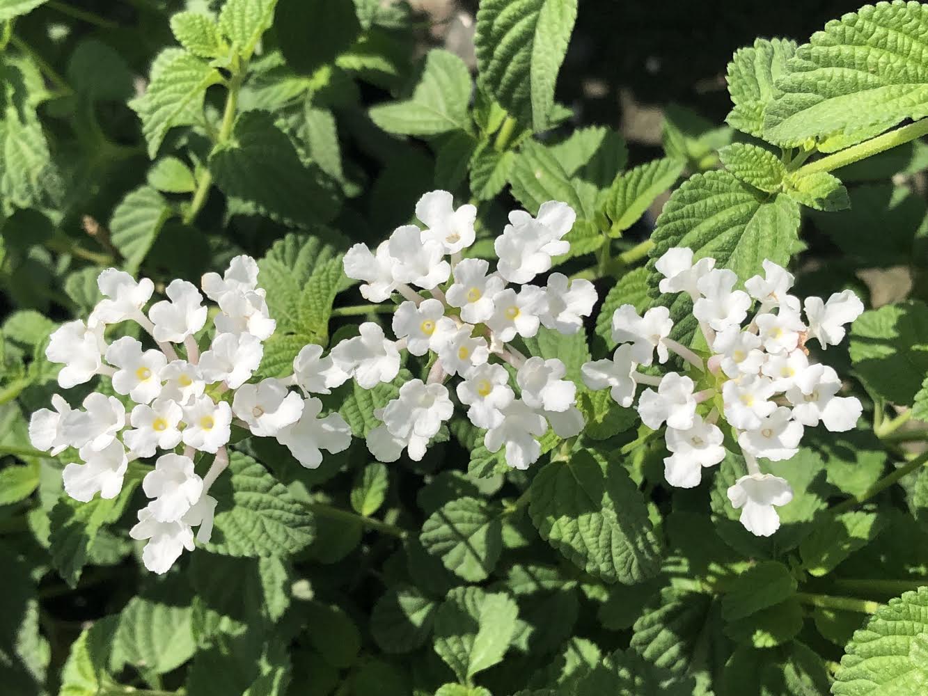 Butterfly Attracting Plants Redland Farms Inc.