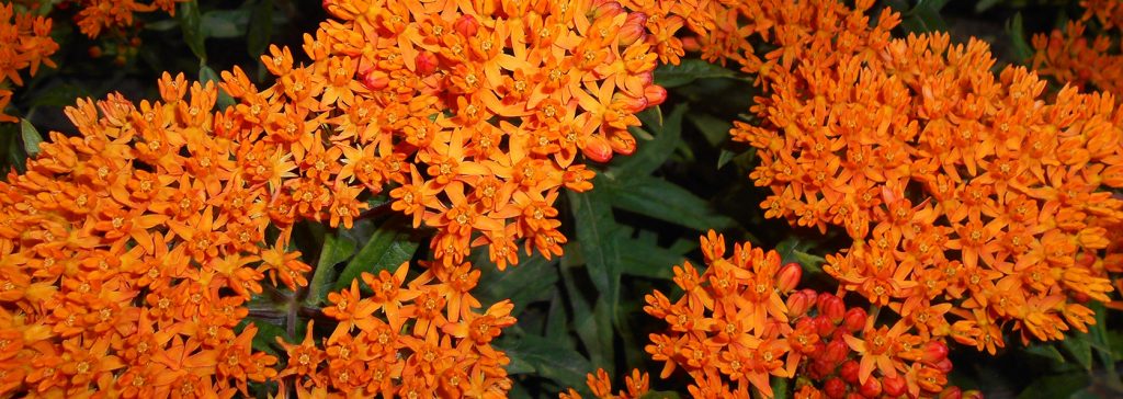 Asclepias_WideBanner