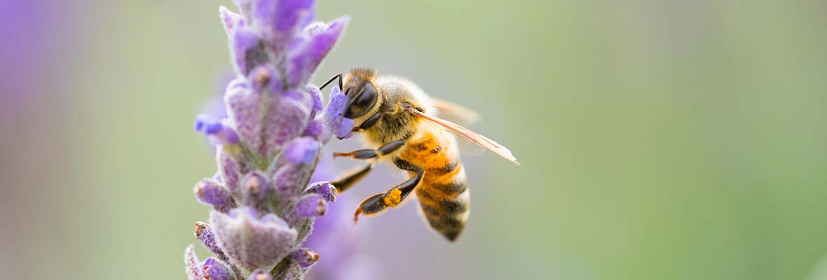 lead-image-honeybee-mn-action