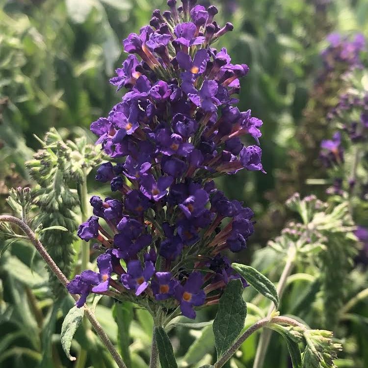 Buddleia