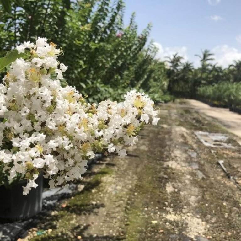 Crape Myrtle White