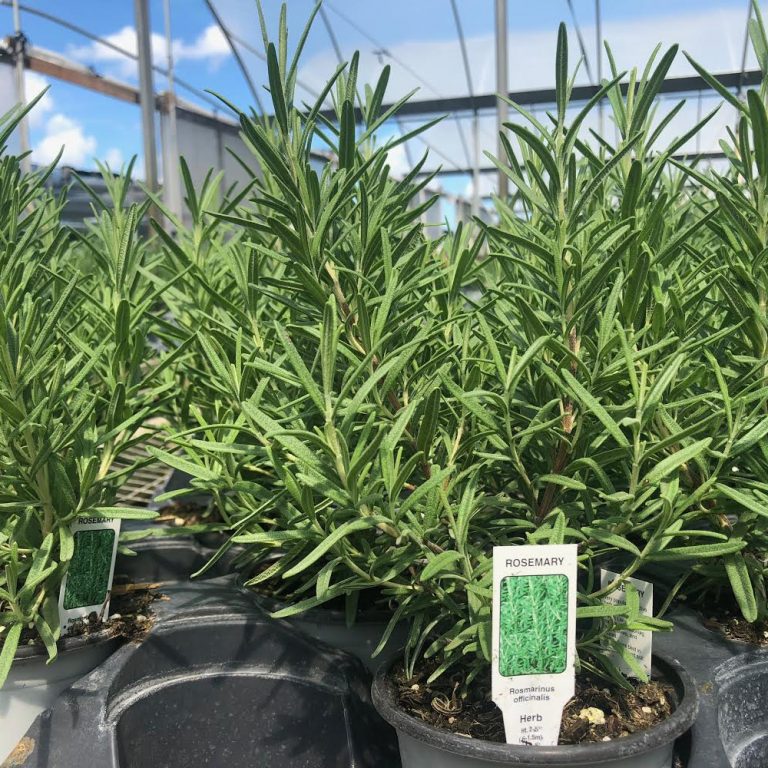 Rosemary 4.33"