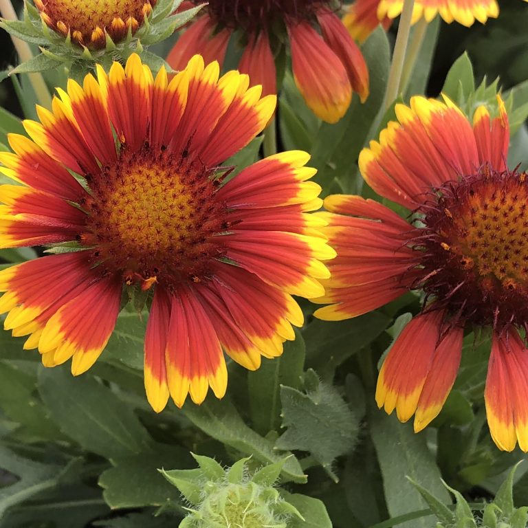 Gailardia: Arizona Sun 6" (Blanket Flower)