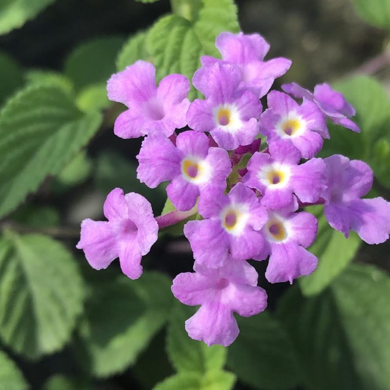 Lantana: Lavender 6"