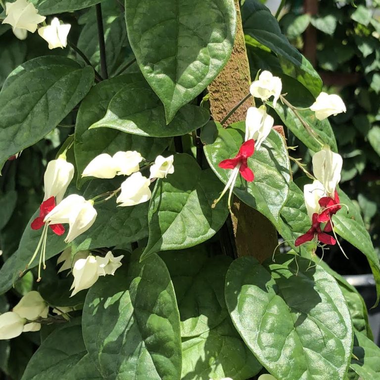 Clerodendrum Bleeding Heart White/Red Trellis