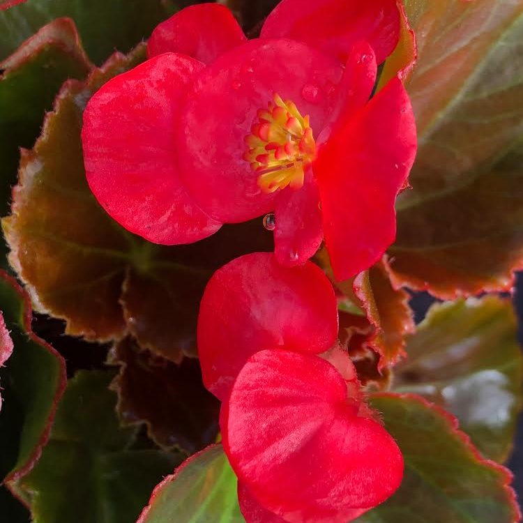 Begonia Red/Red 4.33"