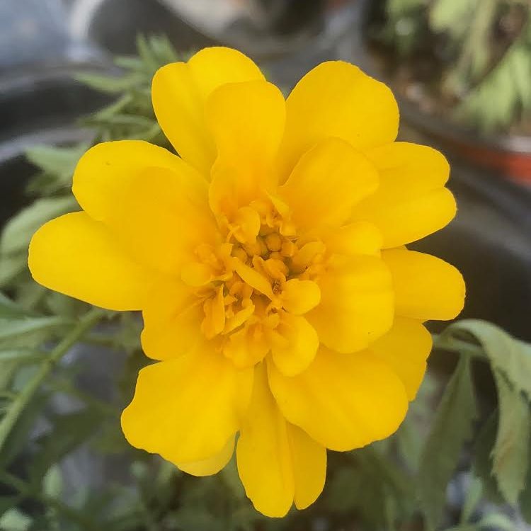 Marigold 4.33"