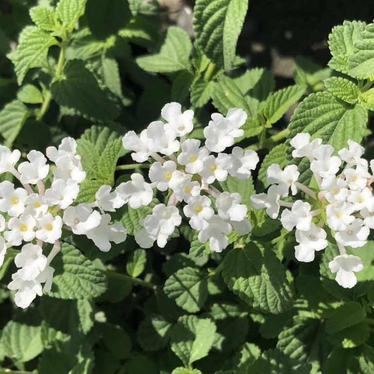 Lantana: White 6"